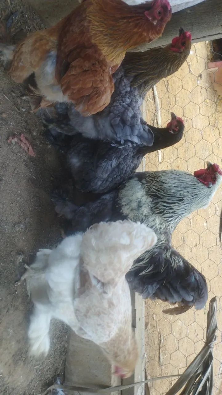 Galinha Brama