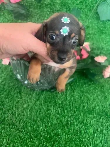 salsichinha x pinscher  - Foto 4