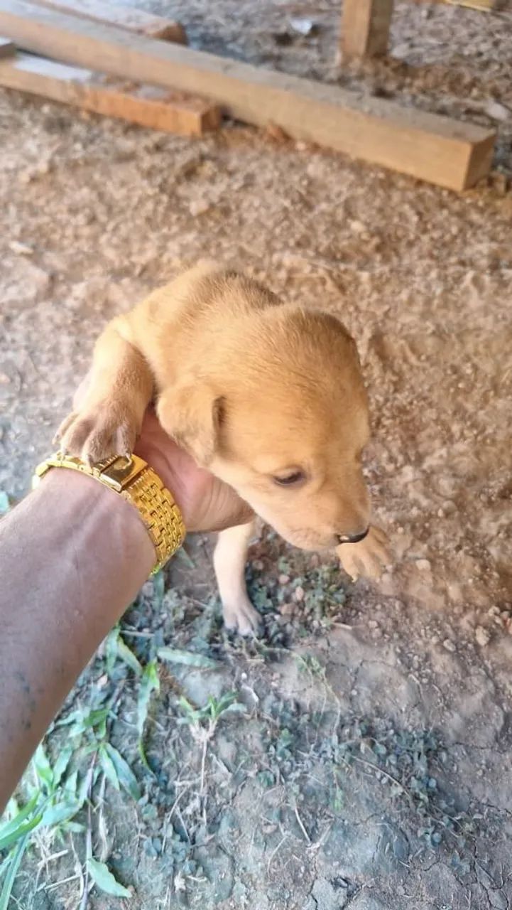 Doação de animais 