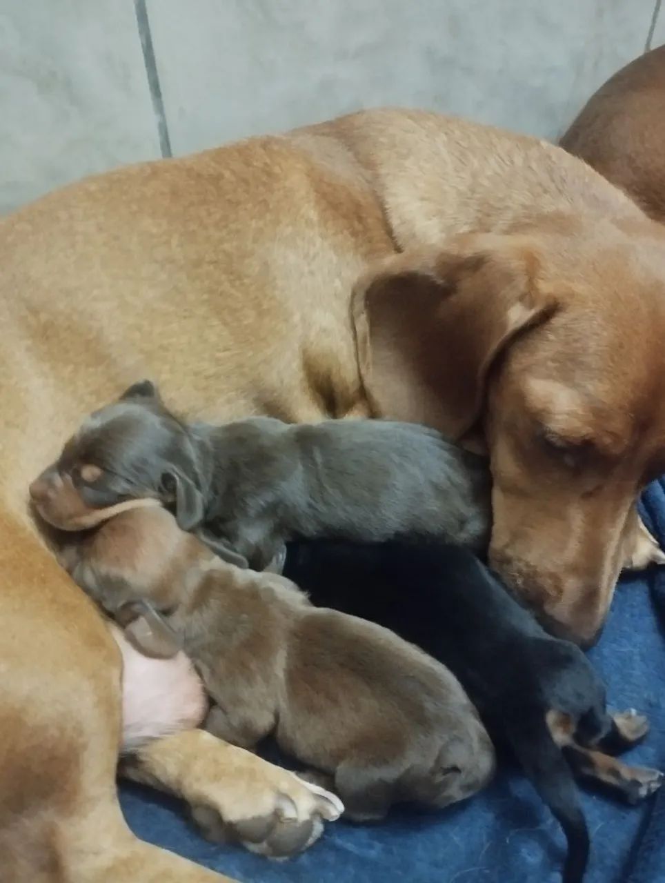 Filhotes de Dachshund a Venda - Foto 3