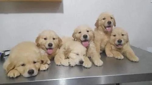 Filhotes de golden retrivier 