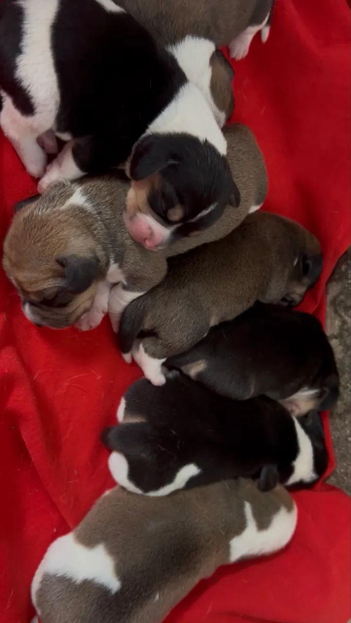 Filhotes de beagles  - Foto 5