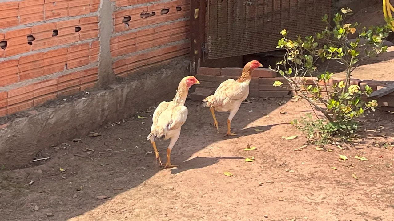 Galinhas - Foto 4