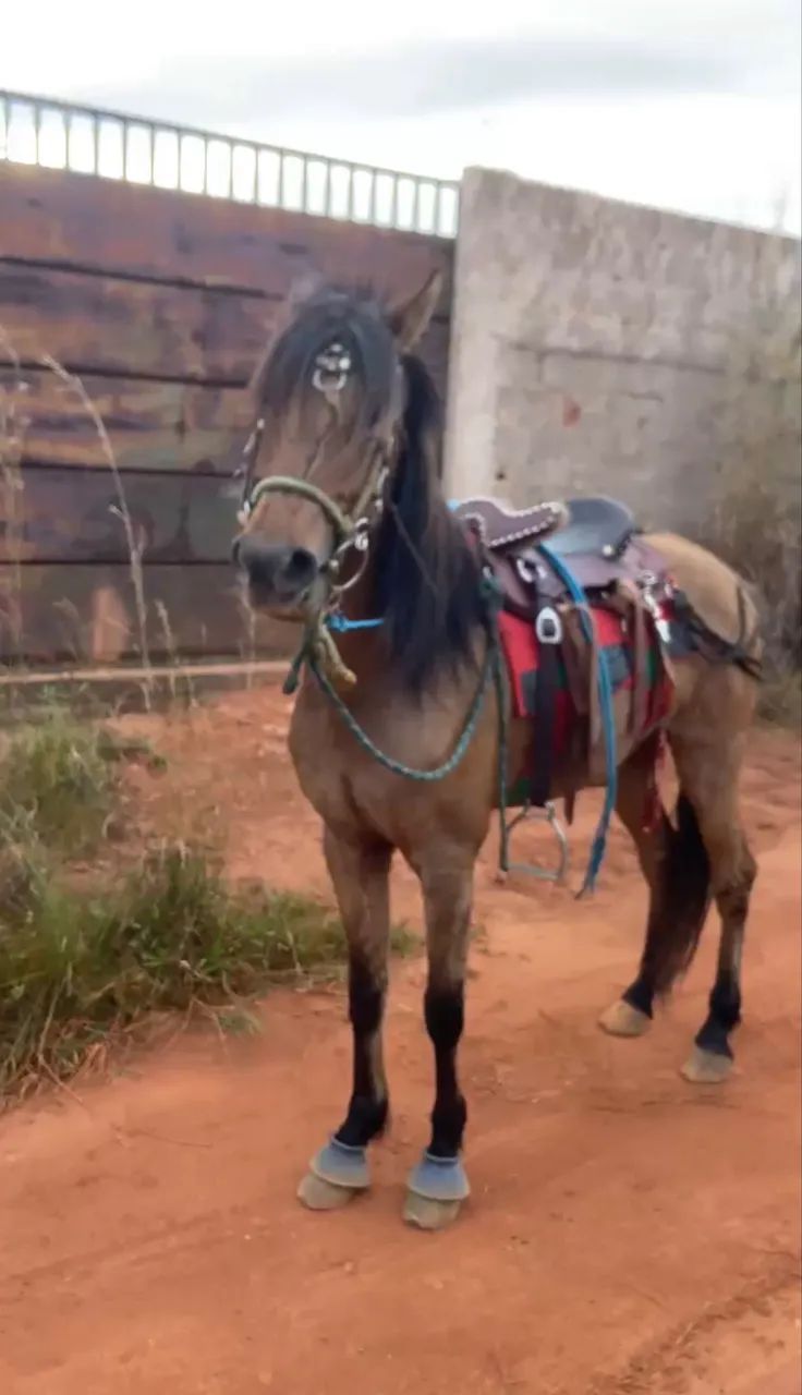 Cavalo Esquipador á Venda