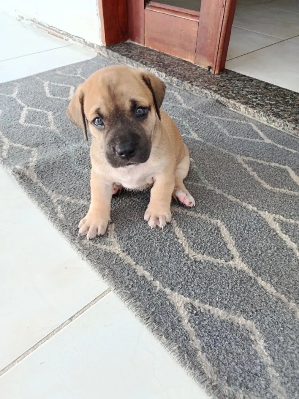 Filhotes pitbull - Foto 3