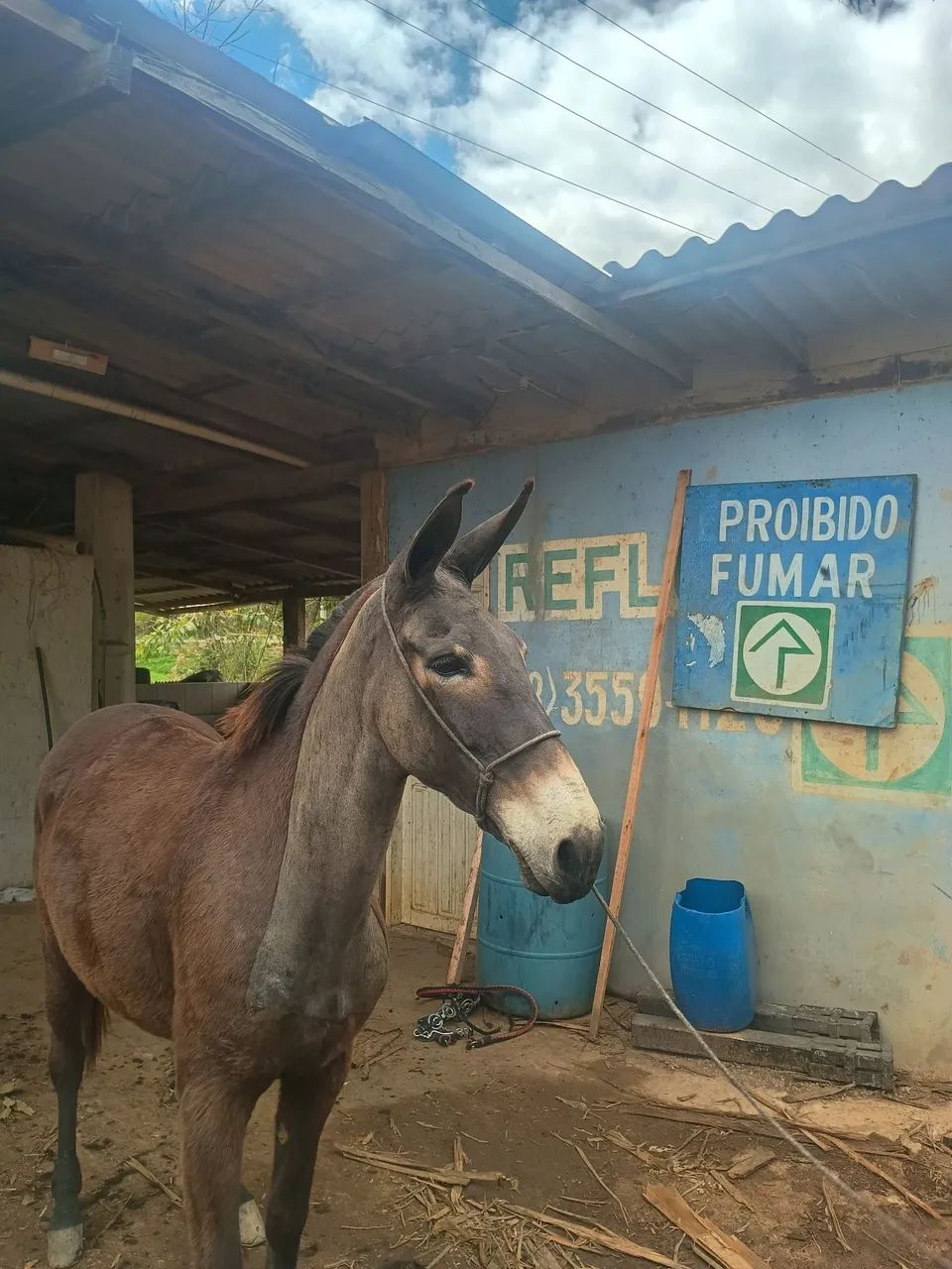 Mula de Patrão  - Foto 3