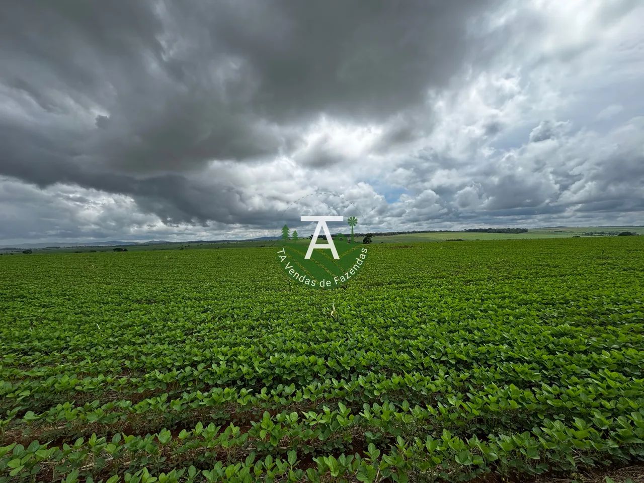 Fazenda de 31,5 alq em Itaberai GO - Foto 2