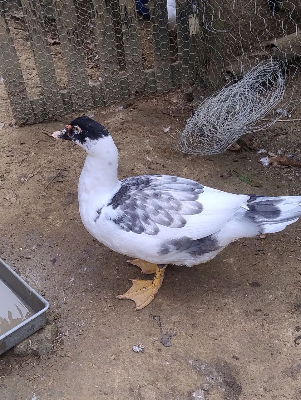 PATOS JOVENS E SAUDÁVEIS  - Foto 2