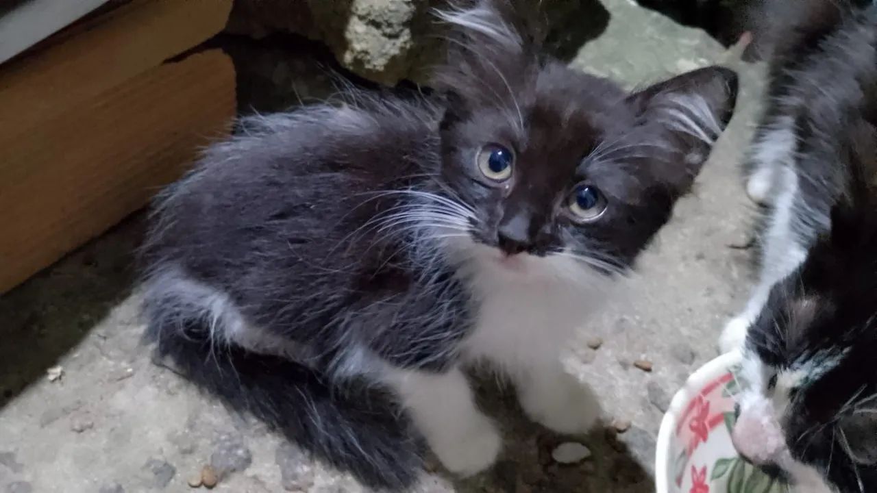 Gato - Foto 2