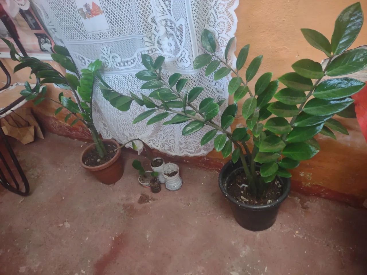 Planta para decorações  - Foto 3
