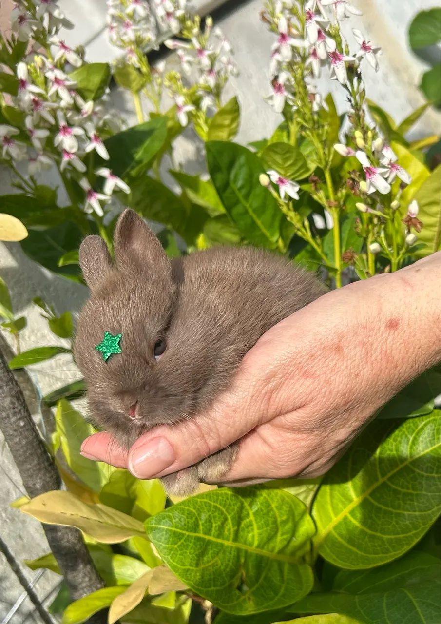Mini Coelho - Netherland Anão