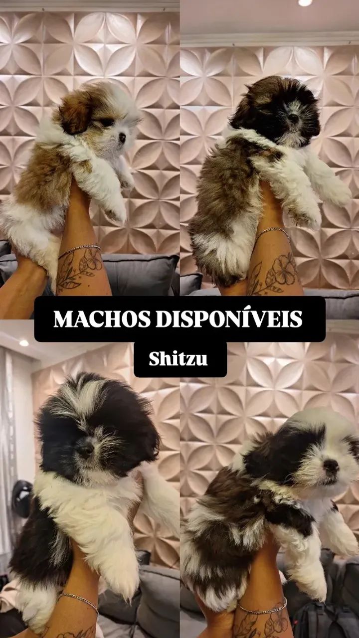 Shitzu 