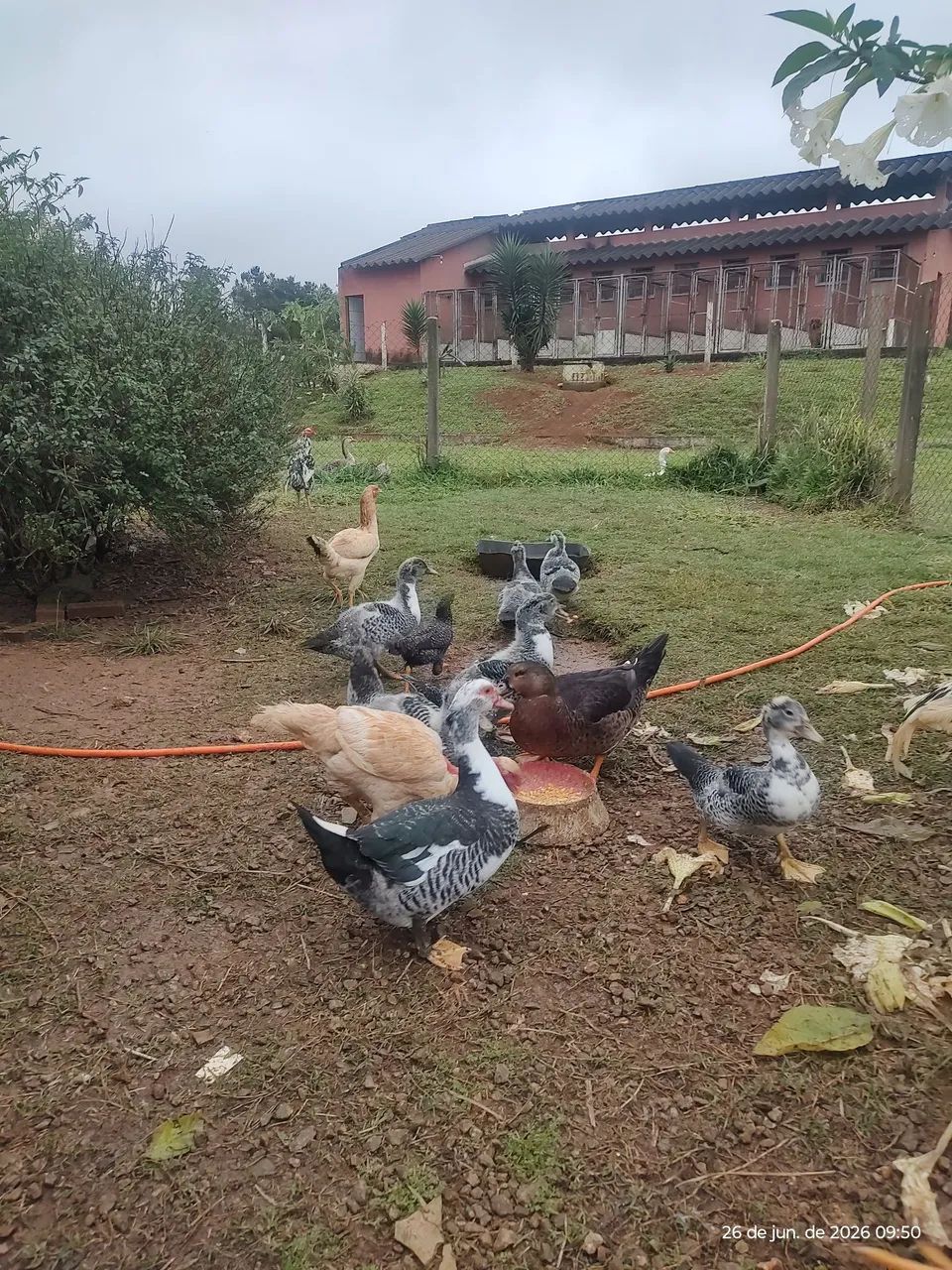 Frangos e Patos - Foto 2