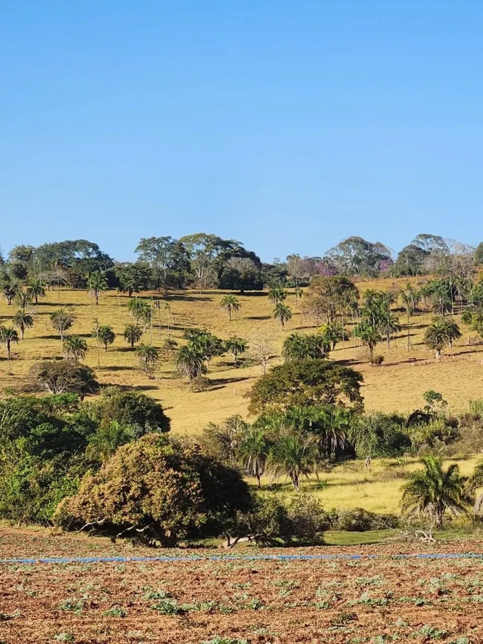 Fazenda a venda, em Uruana - Goiás!!! - Foto 2