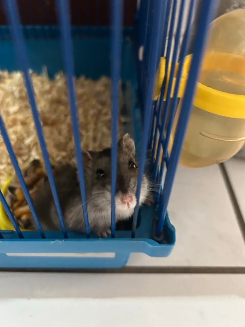 Hamster  - Foto 2