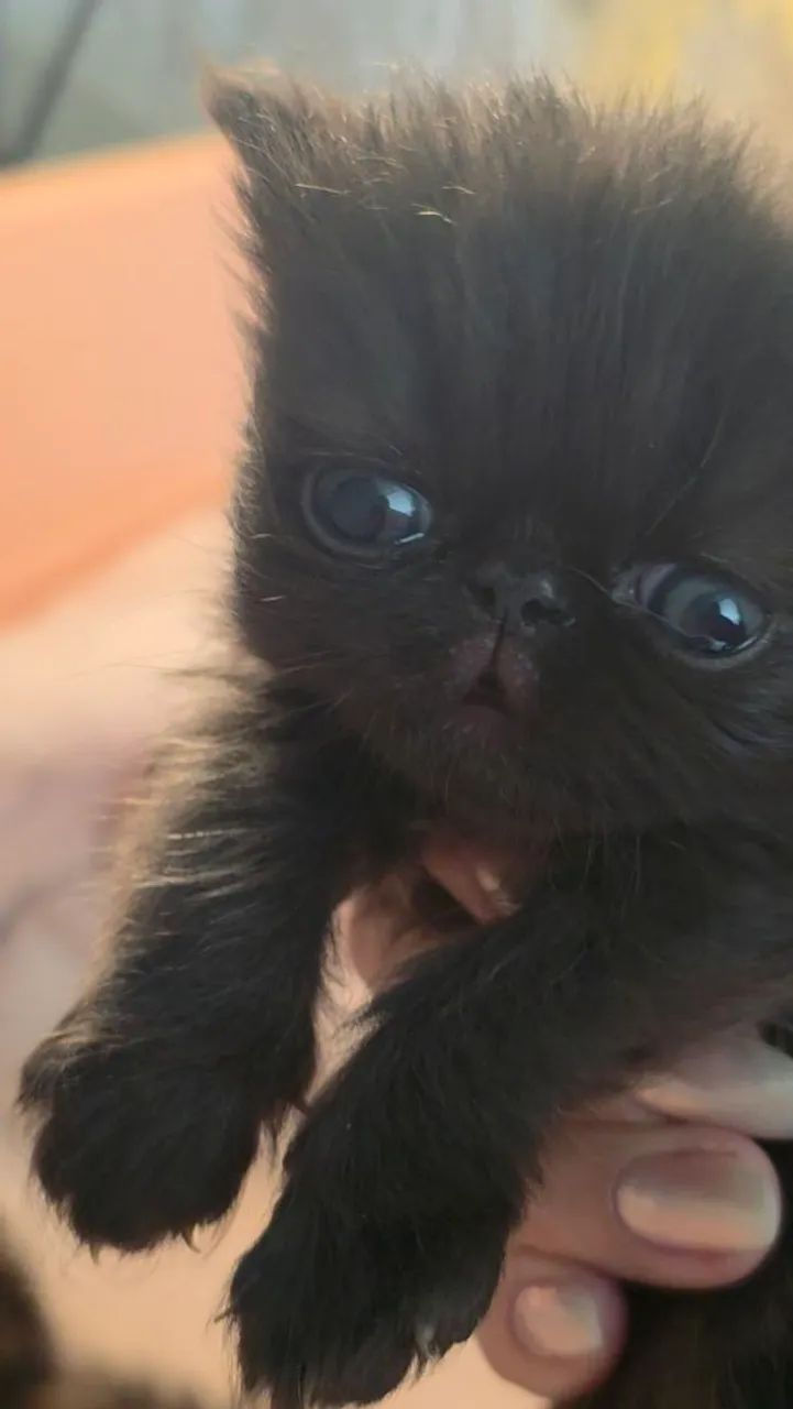 Gato Persa macho preto