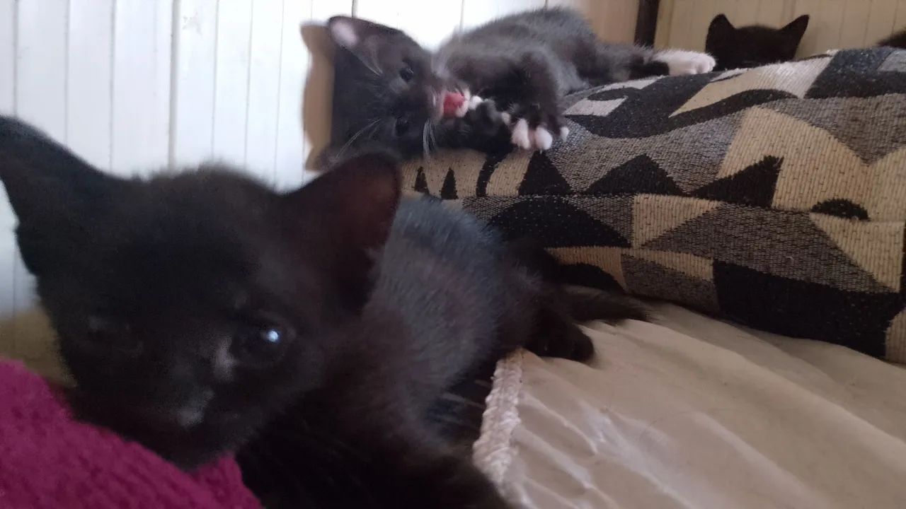 Doação de gatinho  - Foto 4