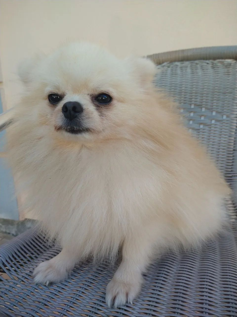 Lulu pomerania.  - Foto 2