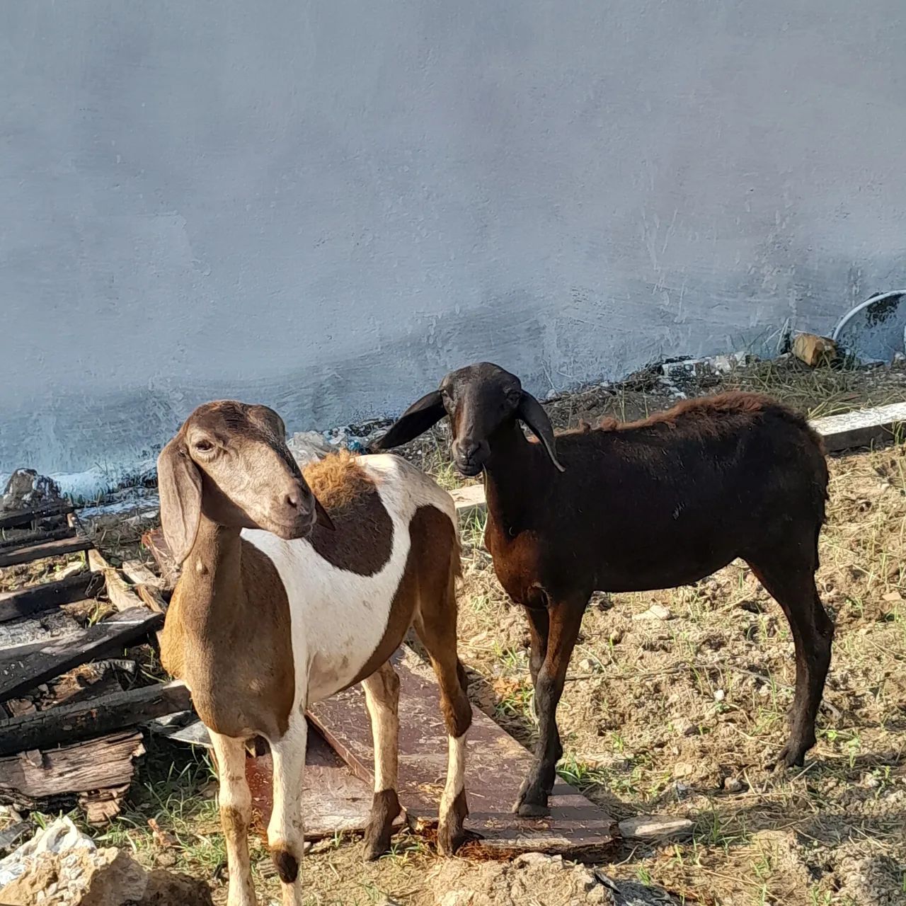 Ovelhas 