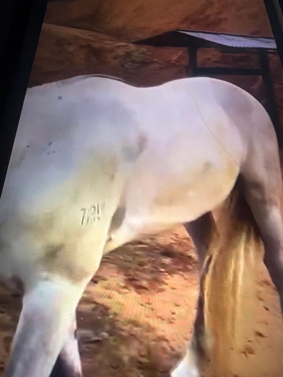 Cavalo manga larga  - Foto 3