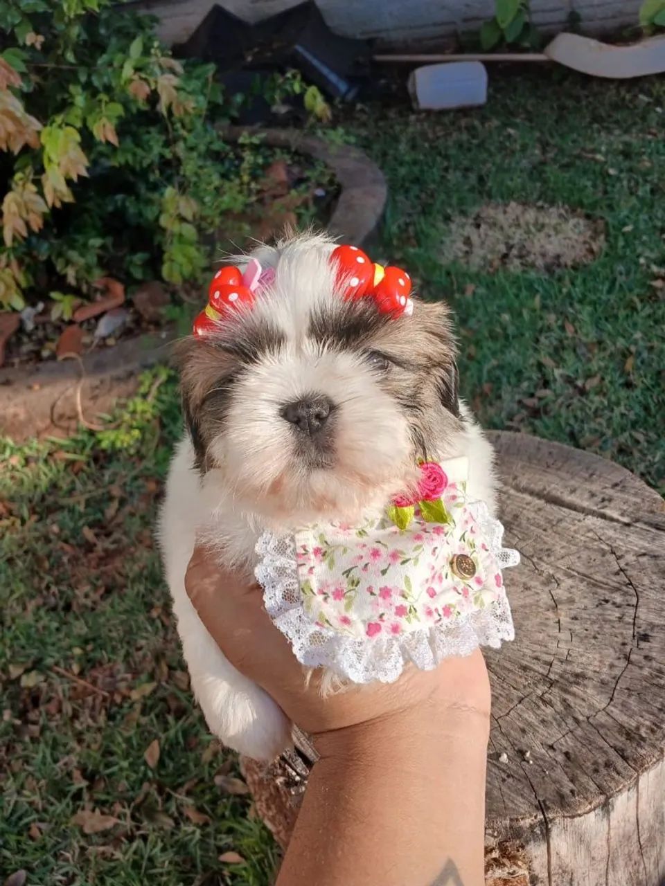 SHIH TZU Fêmea  - Foto 2