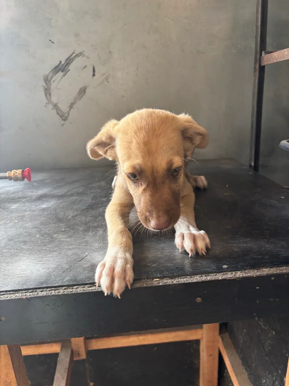 Doação de cachorro macho  - Foto 3