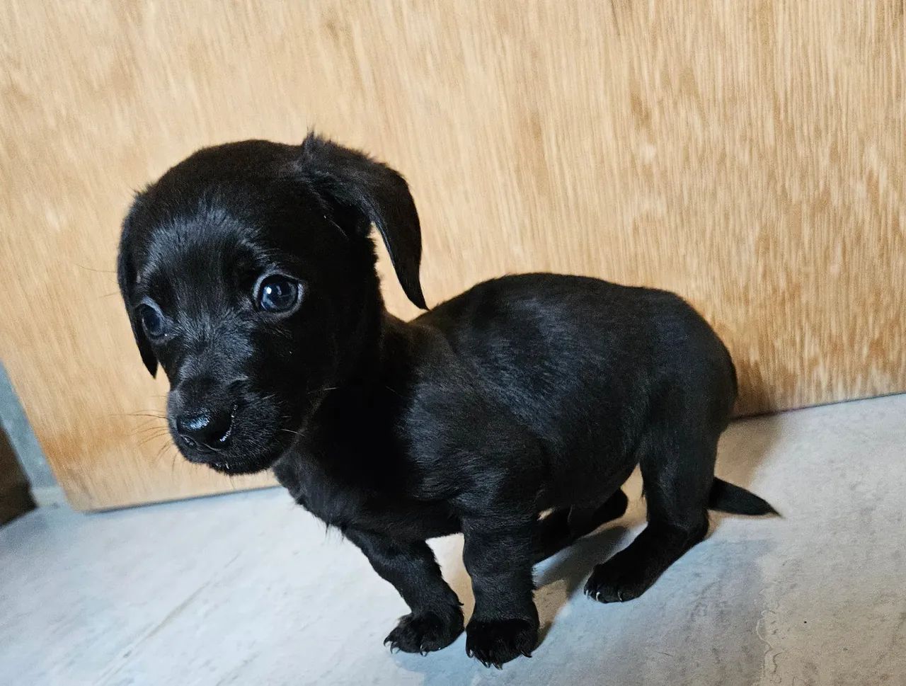 Linguicinha macho Dachshund - Foto 2