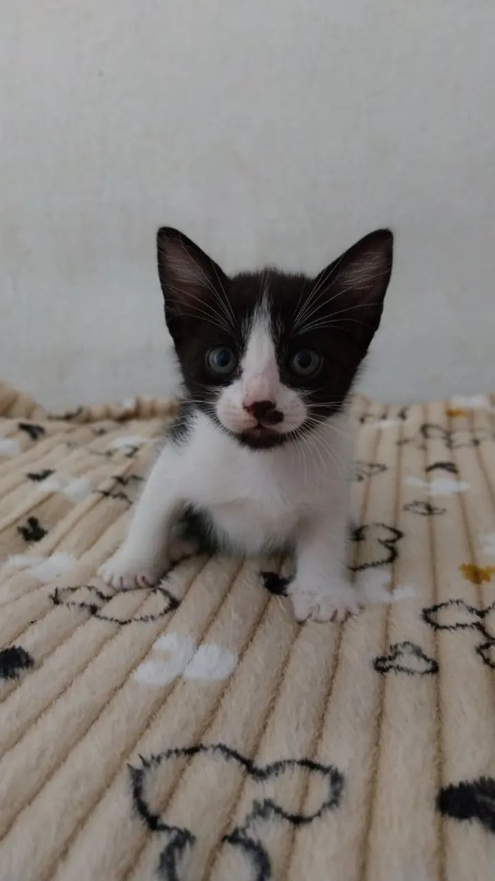 Gatos para Adoção - Foto 4
