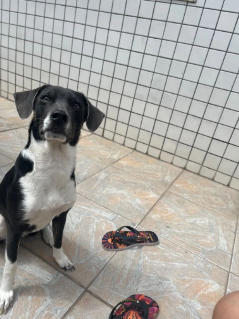 Adoção responsável cachorra fêmea  - Foto 2