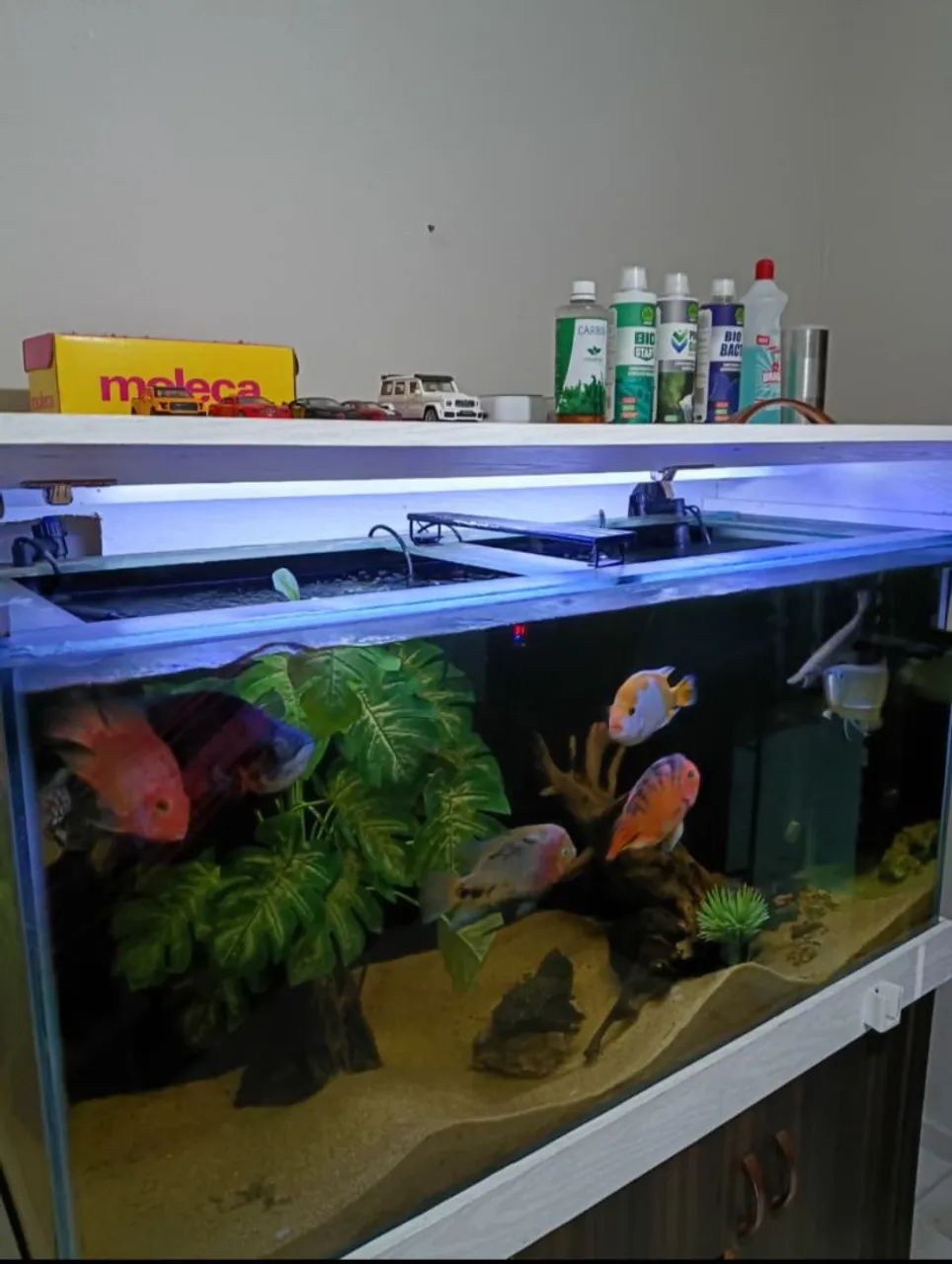 Aquário completo  - Foto 3