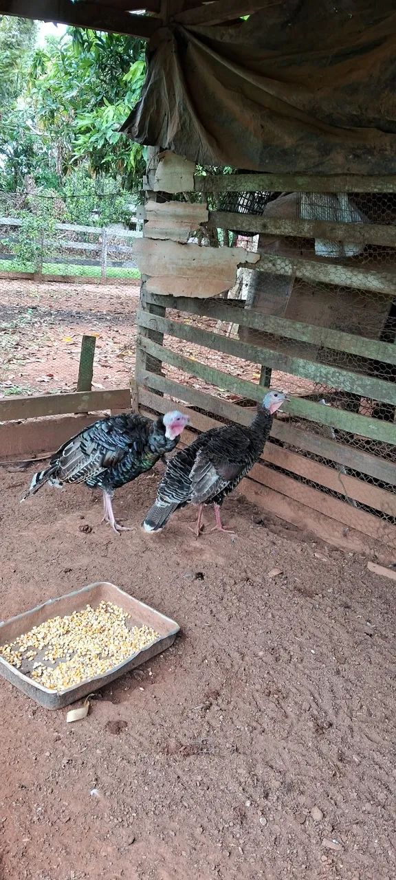 Vendo Peru e Marrecos!