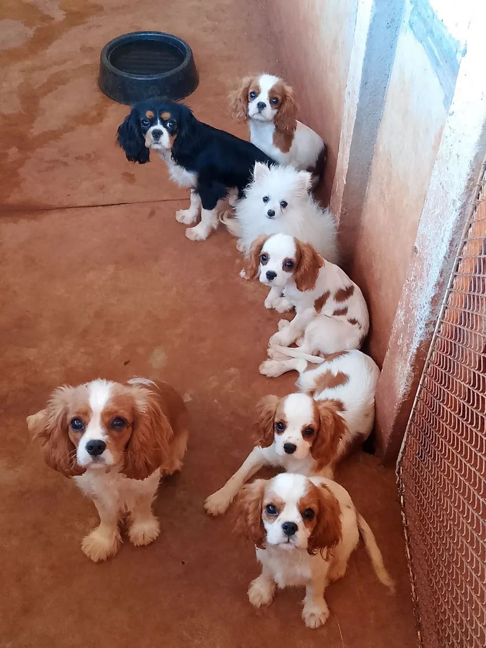 Cavalier disponível  - Foto 3