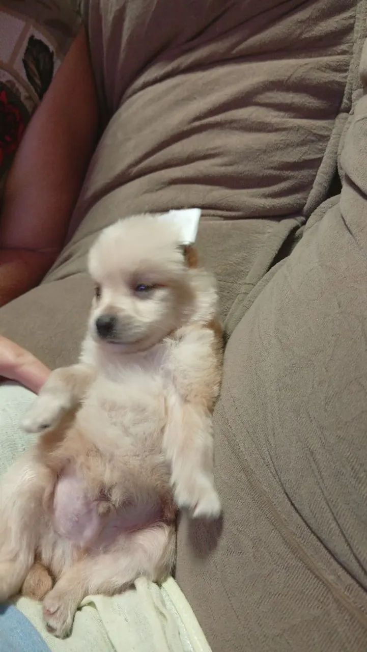 Splitz alemão com maltês  - Foto 2