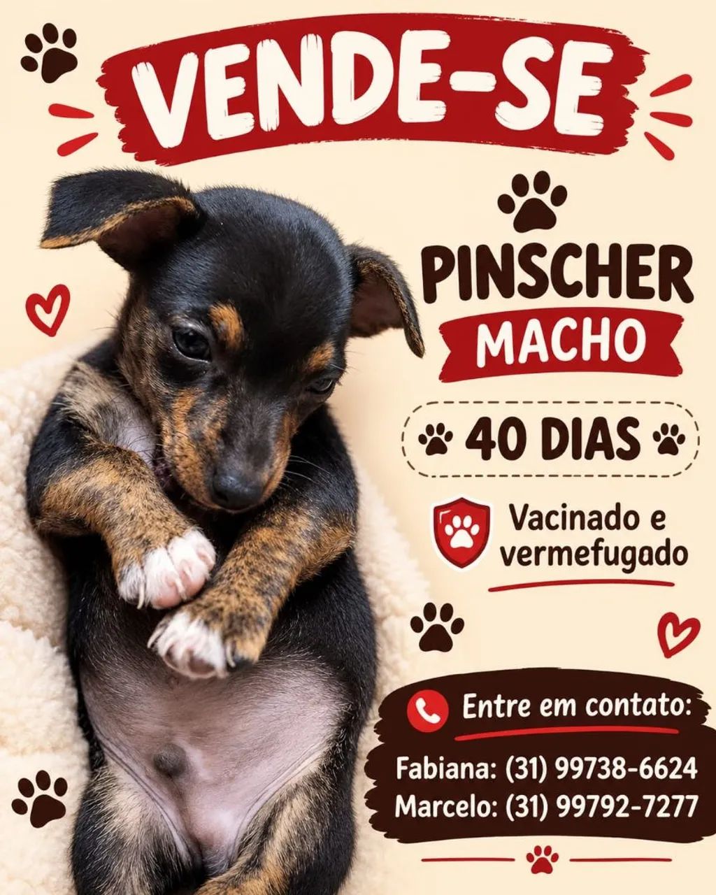 Cachorinho - Foto 2