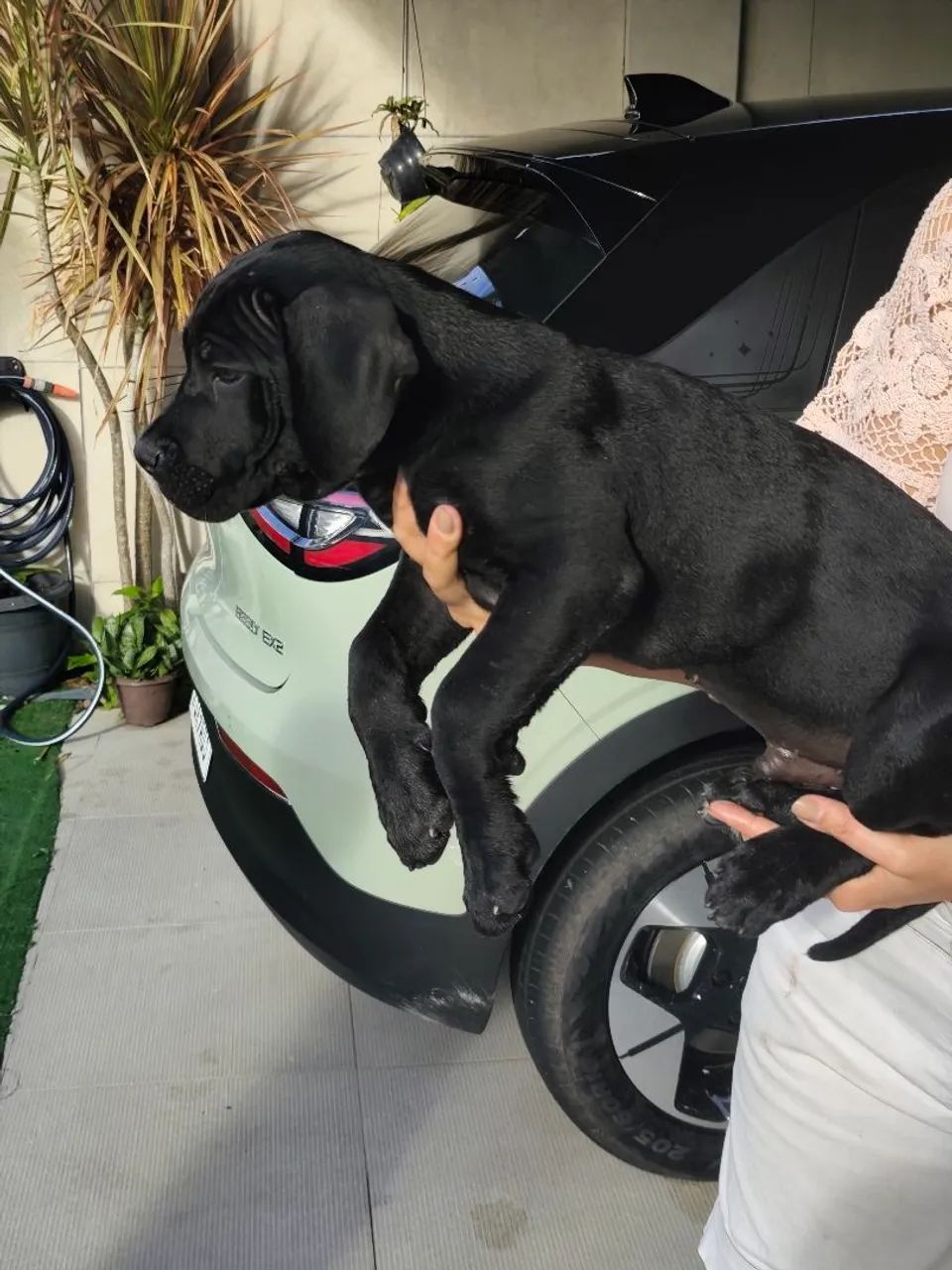 Cane Corso  - Foto 2