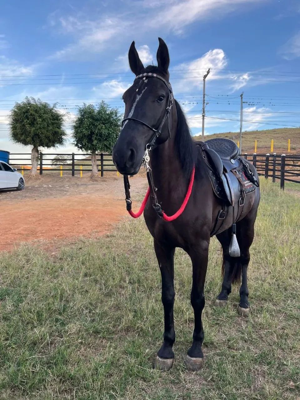 Vendo cavalos e éguas de marcha PICADA alguns em até 30 parcelas a partir dos 10 mil  - Foto 5