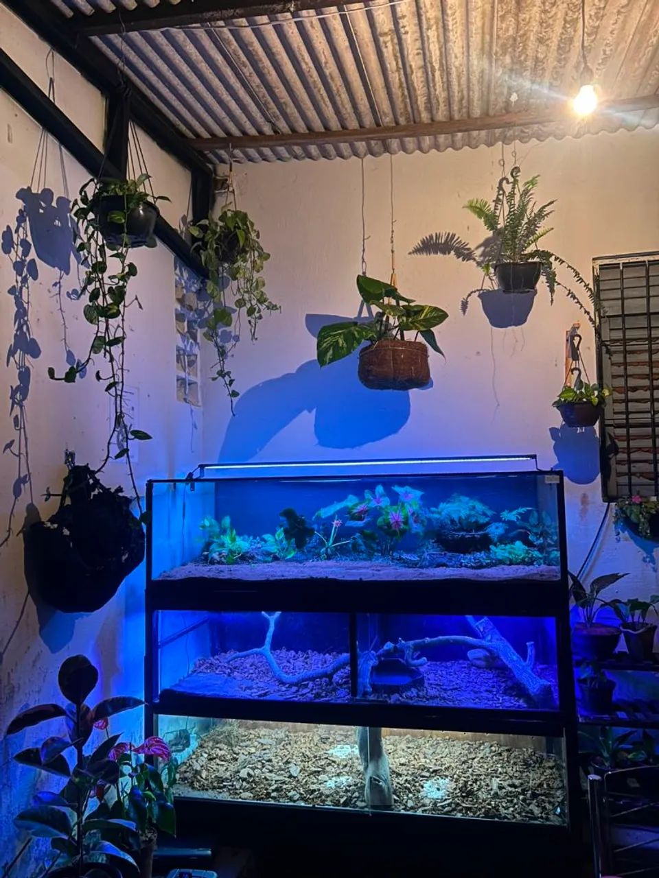 Terrario