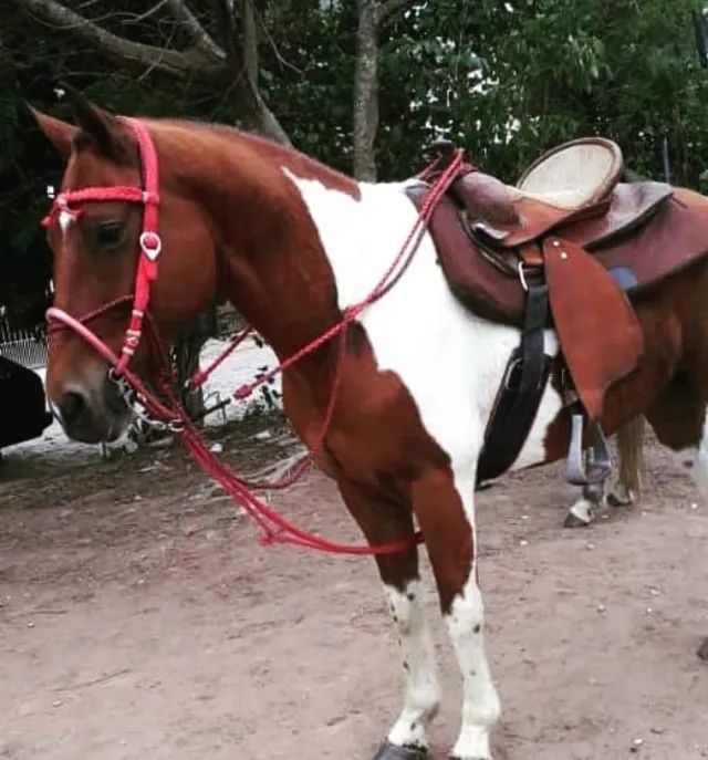 Cavalo Pint Horse  - Foto 5