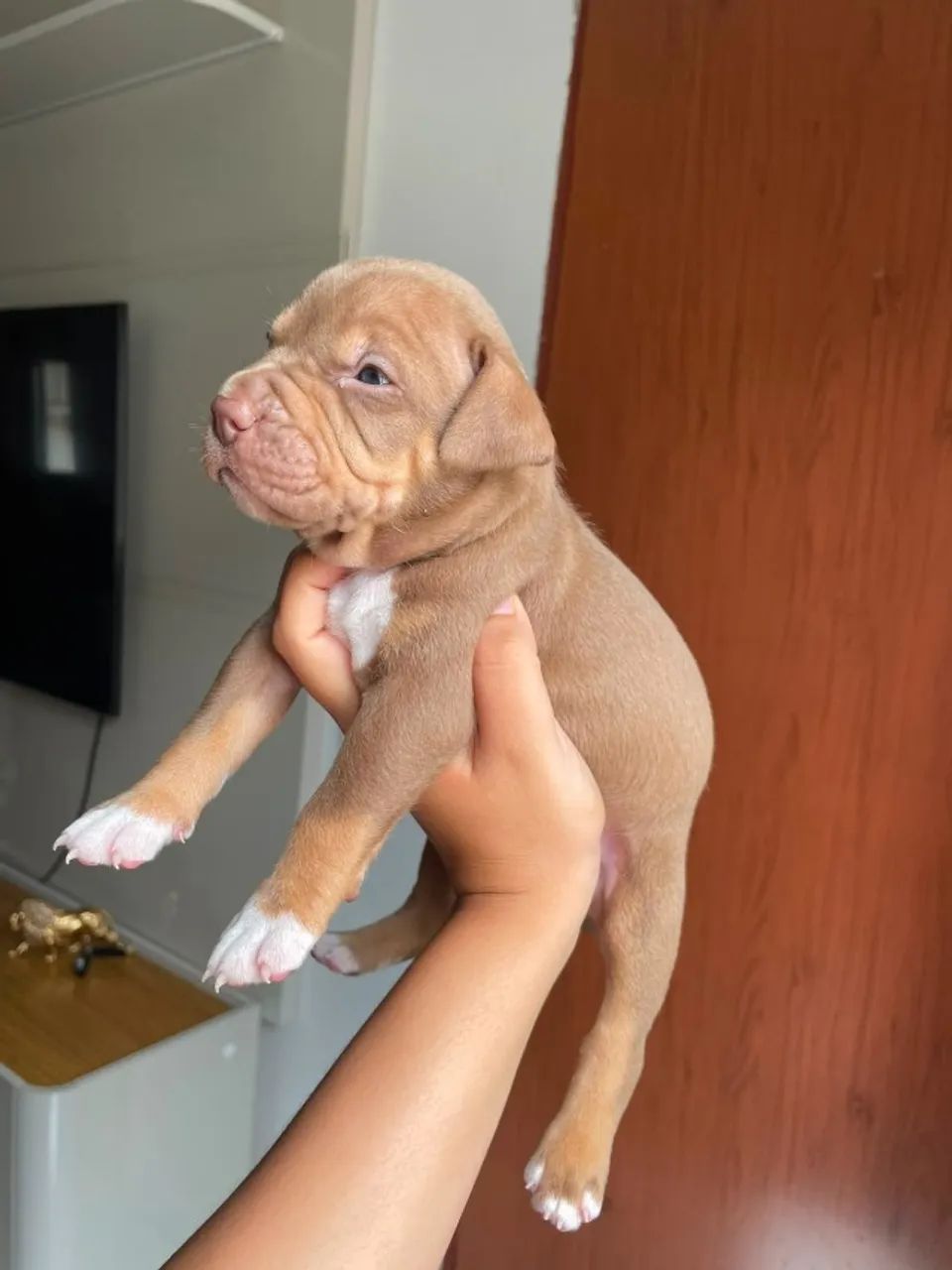 Lindos filhotes de Pitbull - Foto 4