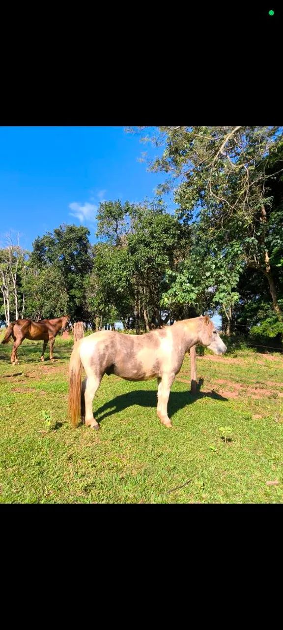 Pônei Paint horse - Foto 3