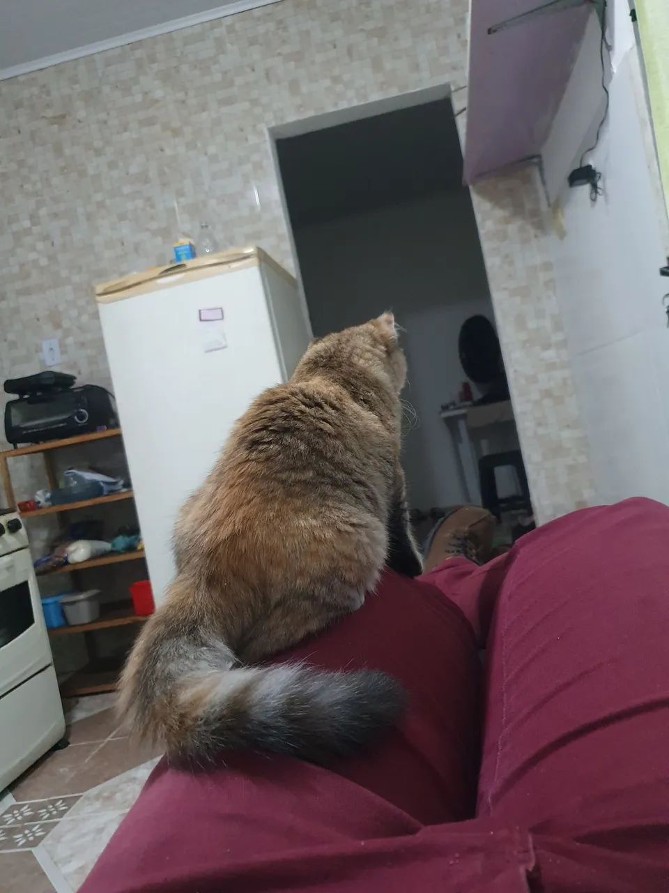 Adoção responsável  - Foto 5