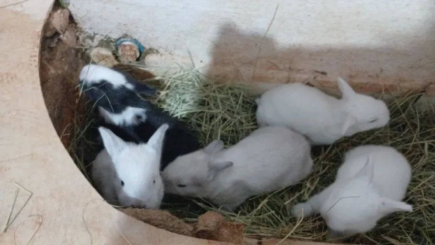 Lindos coelhinhos! - Foto 5