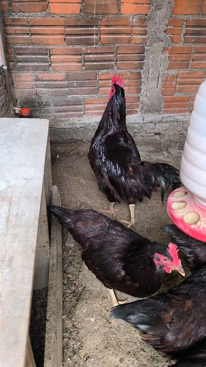 06 ovos galados de Rhode island red  - Foto 2