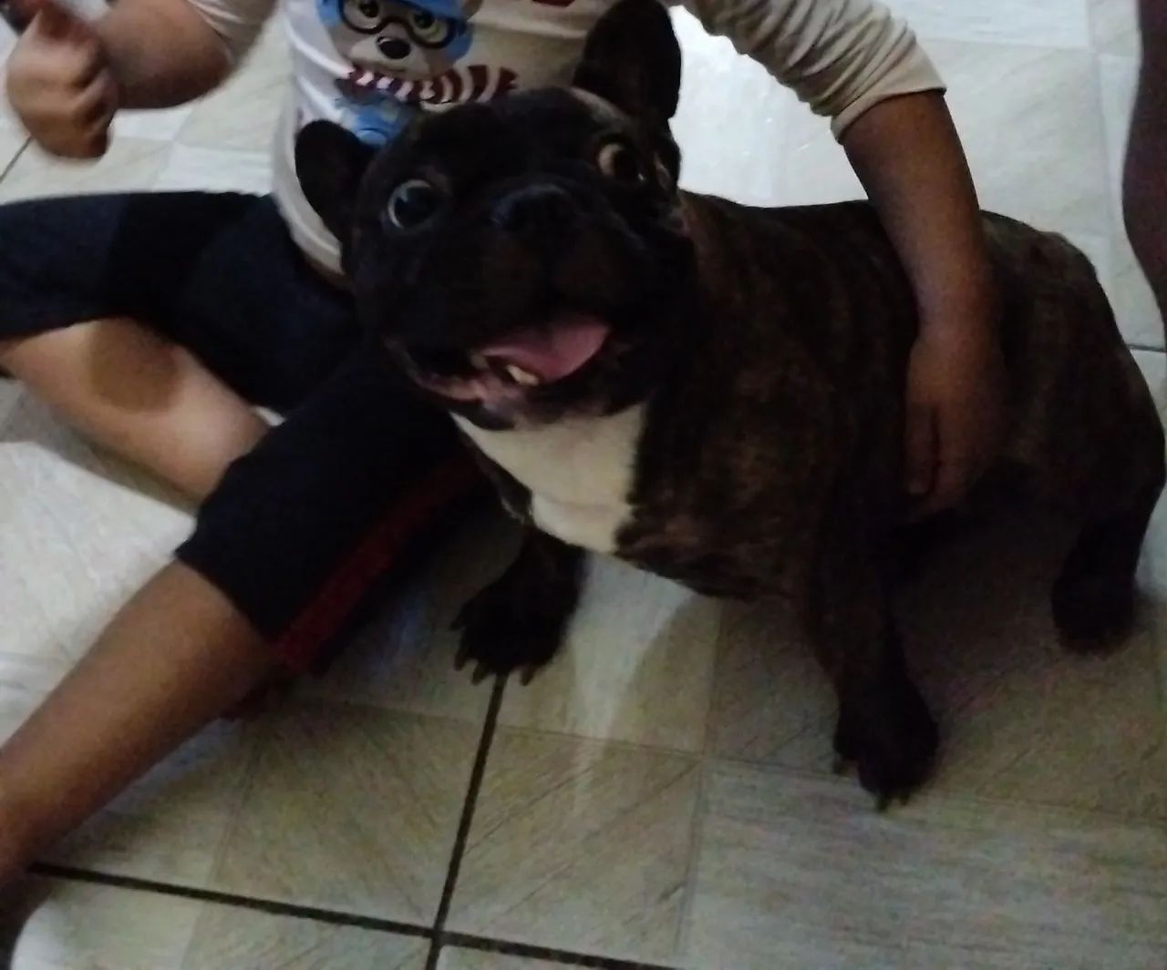 Bulldog francês 