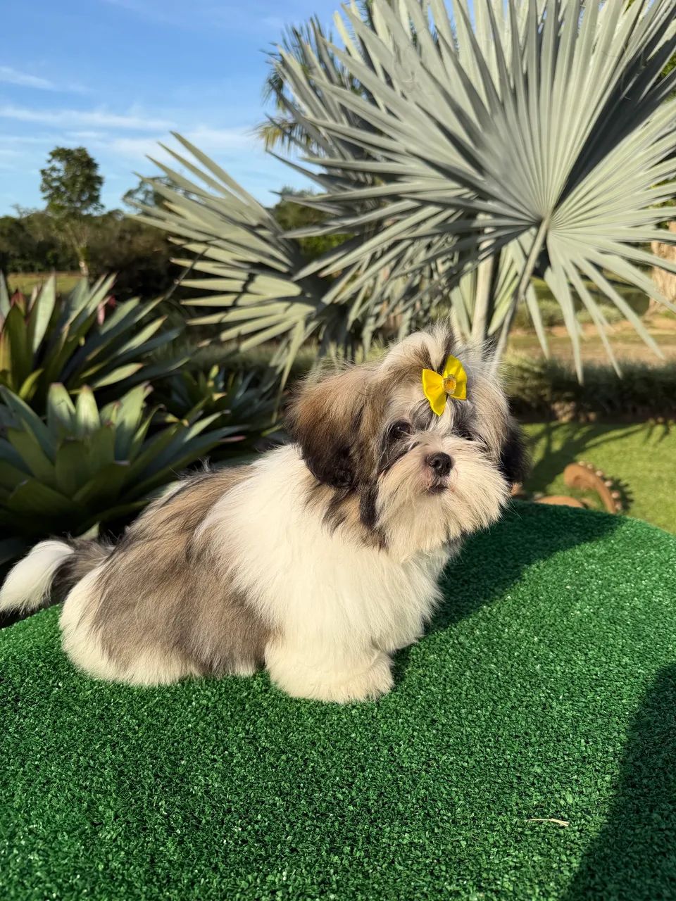Shihtzus 