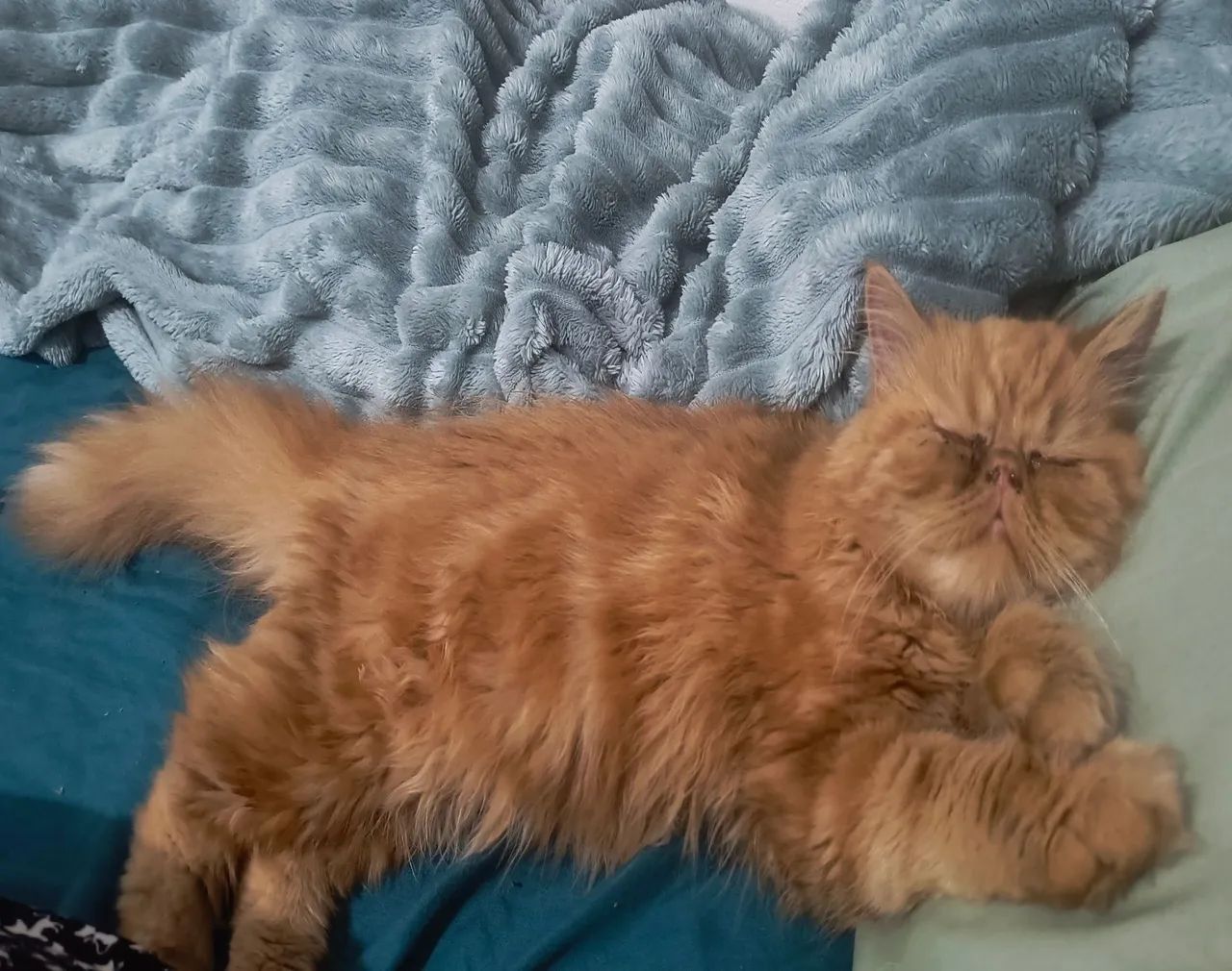 Gata Persa  - Foto 3