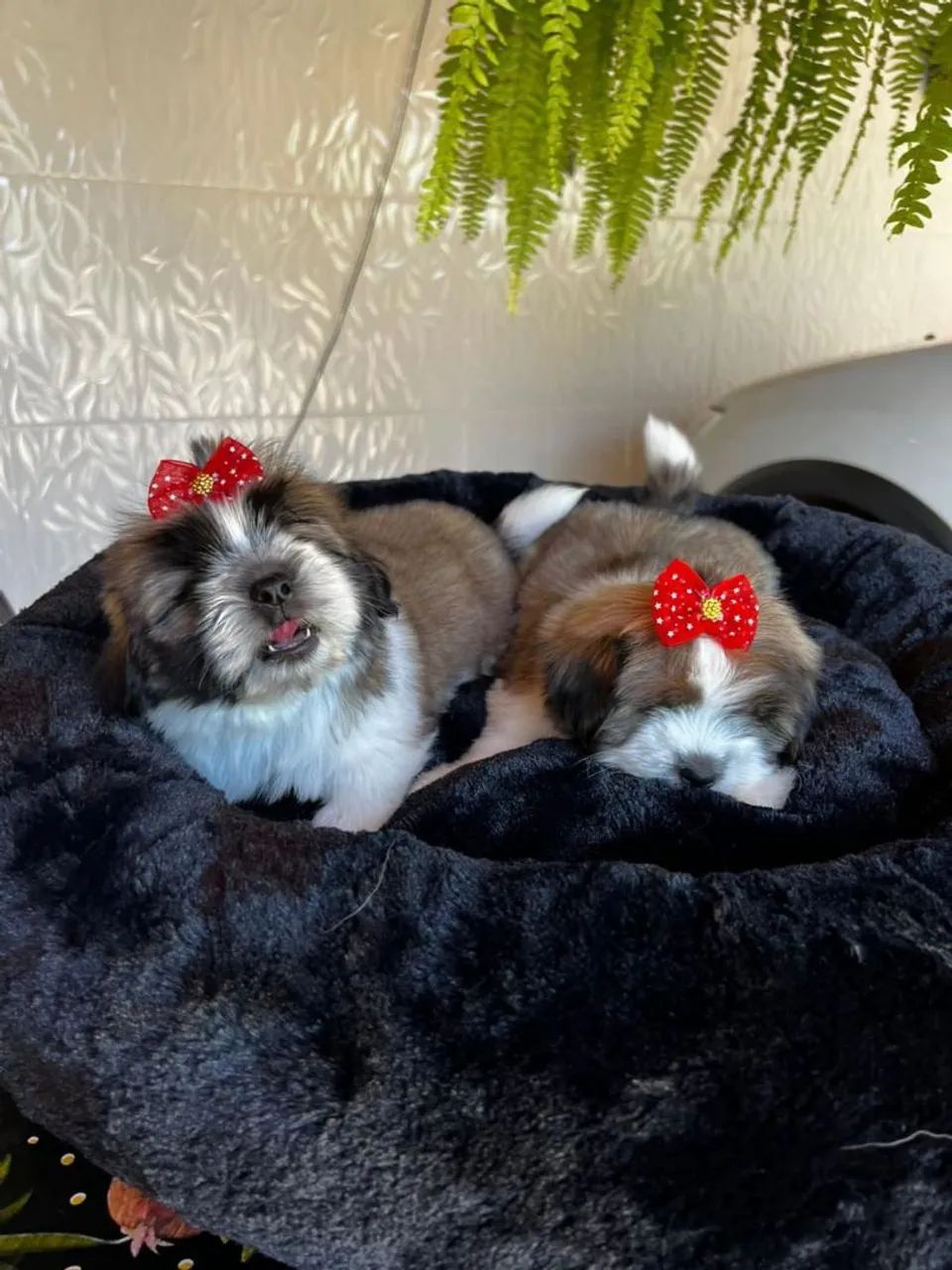 Shih Tzu micro 