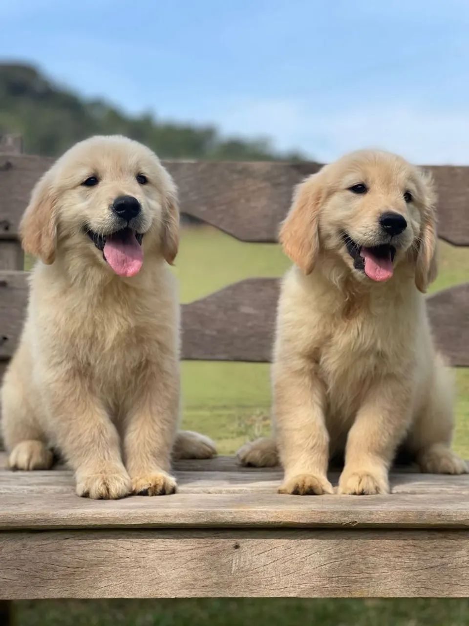 Modelo de cão  - Foto 2
