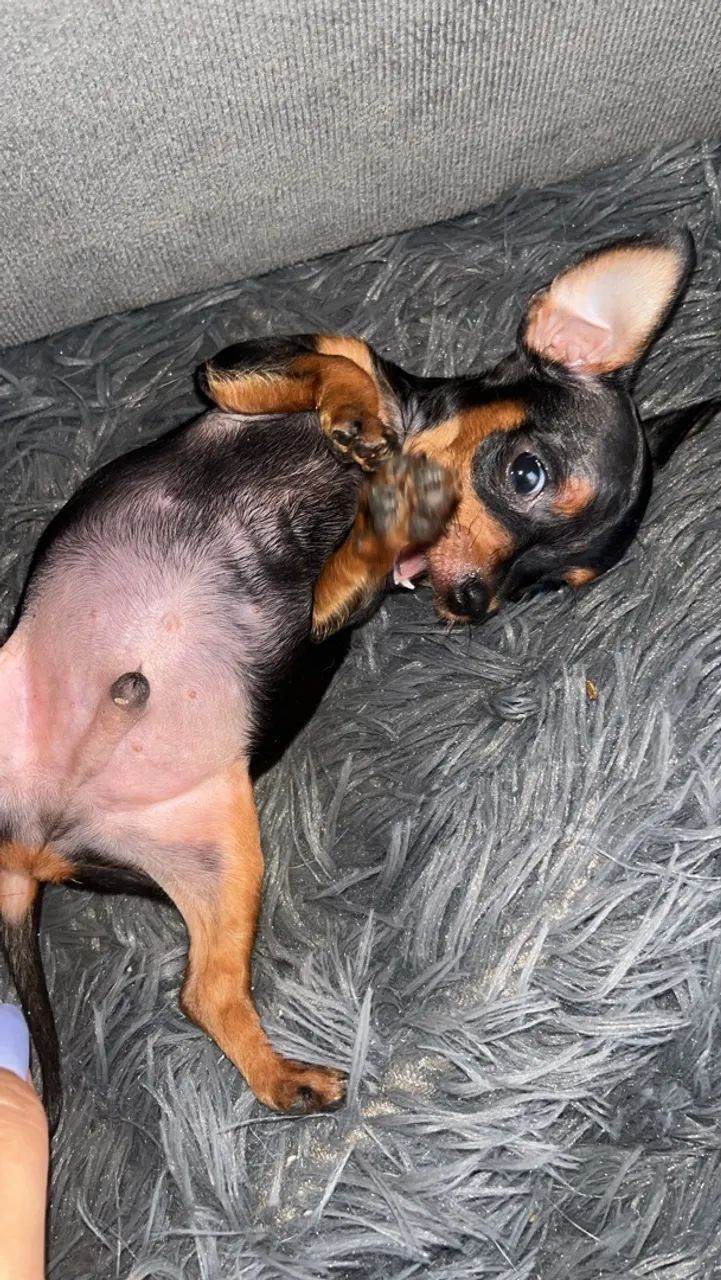 Pinscher 01  - Foto 3