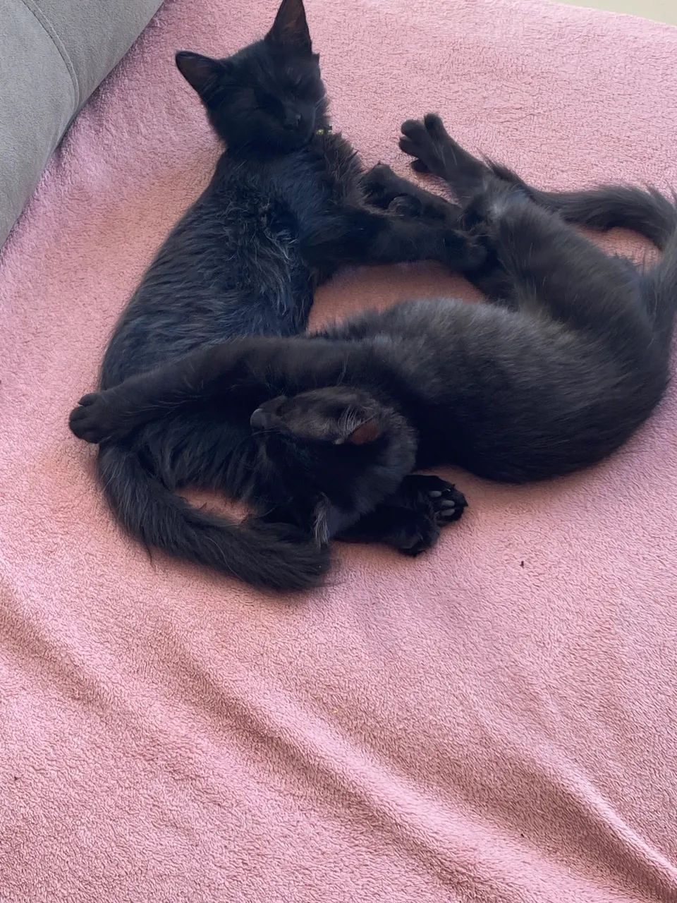 Adoção responsável 3 gatinhos  - Foto 3